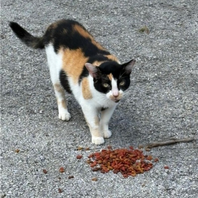 Photo of Soot