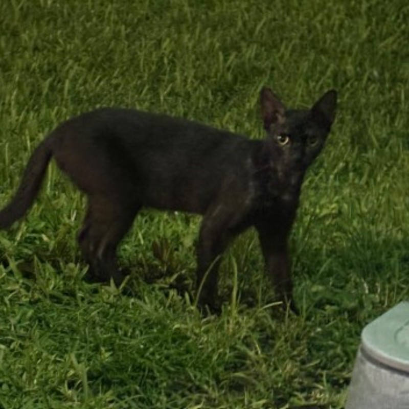 Photo of Frijolito