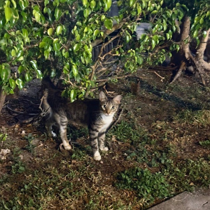 Photo of Cucu