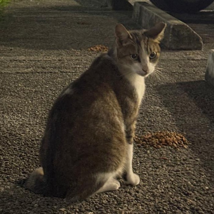 Photo of Penny