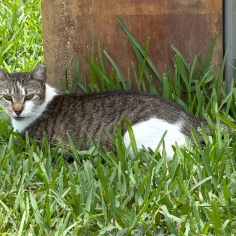 Photo of Comet