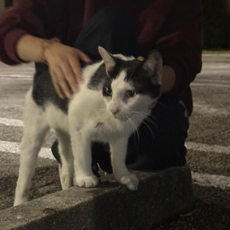 Photo of Biscuit
