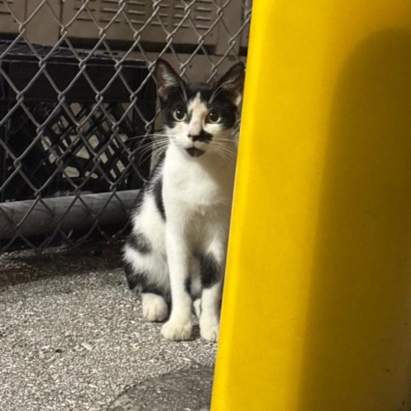 Photo of Bigotes
