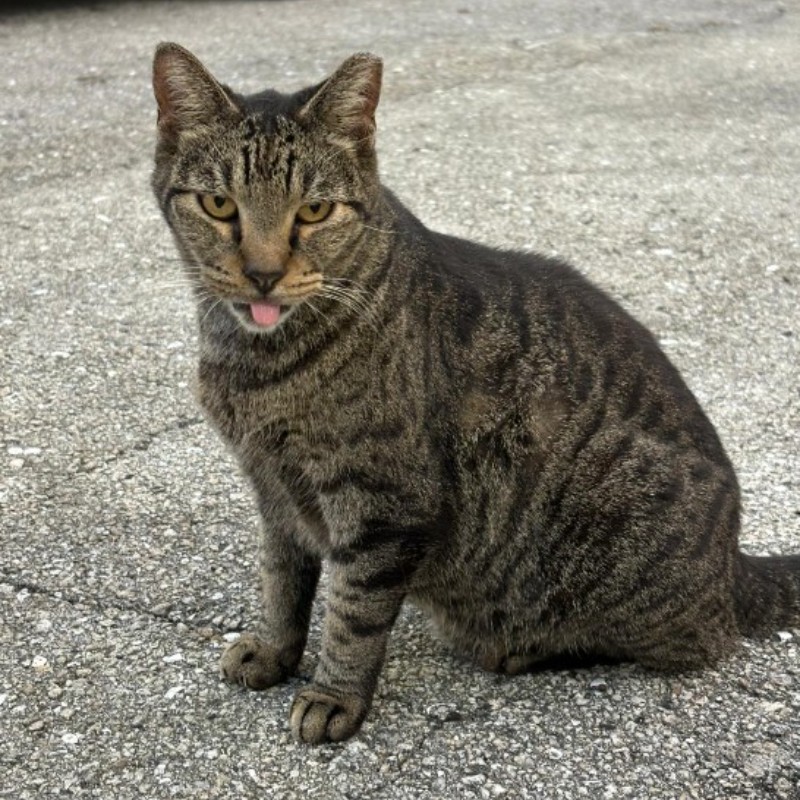 Photo of Thunder