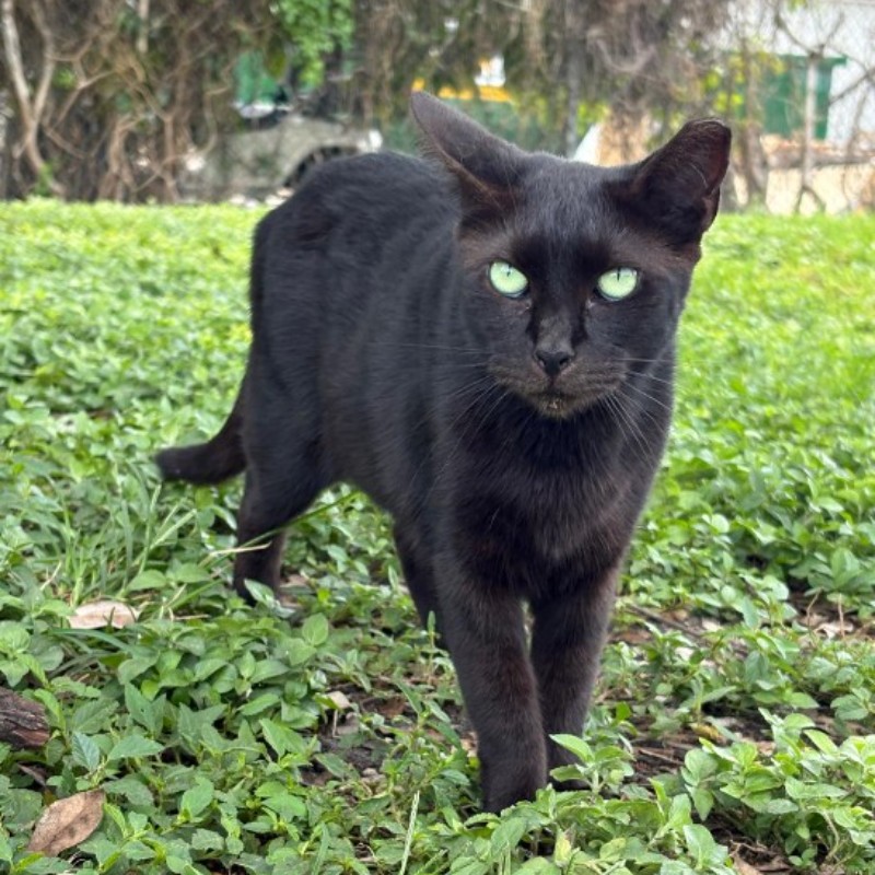 Photo of Panther